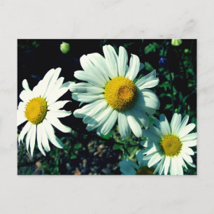 Marguerites Postcard