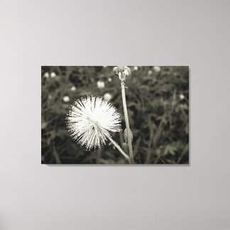 Maria-closes door-to-door canvas print