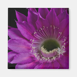 Maria Piazza blooms Magnet