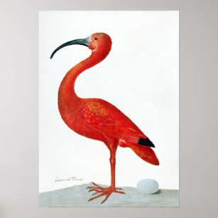 Maria Sibylla Merian Scarlet Ibis with an Egg Poster