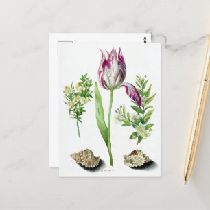 Maria Sibylla Merian Tulip, Two Branches of Myrtl Postcard