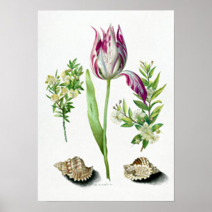 Maria Sibylla Merian Tulip, Two Branches of Myrtle Poster