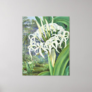 Marianne North - A Bornean Crinum Canvas Print