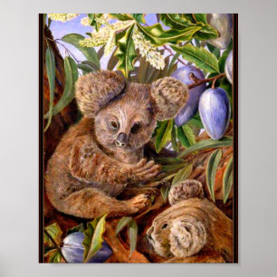 Marianne North - Australian Bears and Pears  Poster