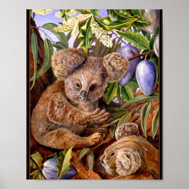 Marianne North - Australian Bears and Pears  Poster (Front)