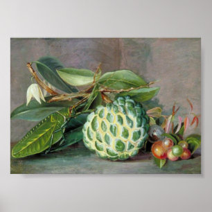Marianne North - Custard Apple  Art Poster