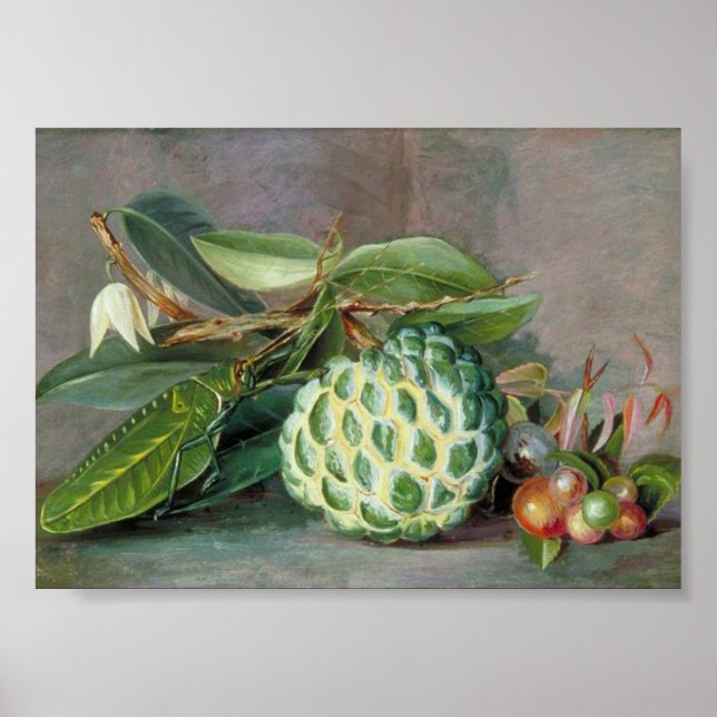 Marianne North - Custard Apple  Art Poster (Front)