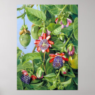 Marianne North Fruit of the Passion Flower  Poster
