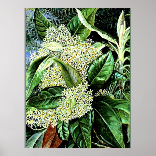 Marianne North - Olearia argophylla Poster (Front)