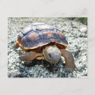 Marianne the Keya :) (Very Young Desert Tortoise) Postcard