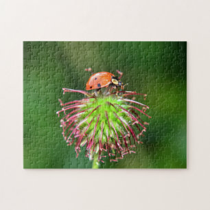 Marienkäfer auf Blüte Jigsaw Puzzle