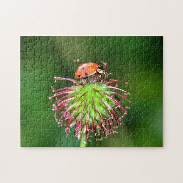 Marienkäfer auf Blüte Jigsaw Puzzle (Horizontal)
