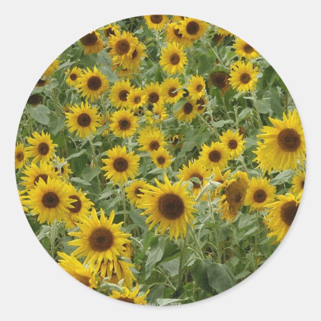 Marie's Sunflowers Sticker (Front)