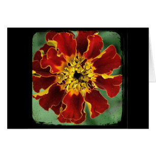 Marigold 2