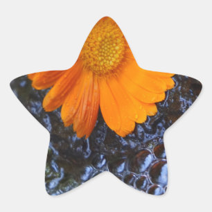 Marigold and Bubbles Photograph Star Sticker