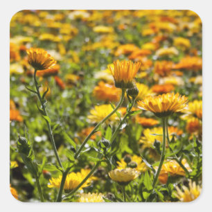 Marigold calendula flower field square sticker