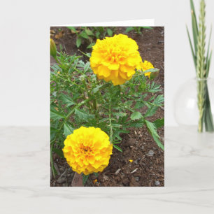 Marigold Card