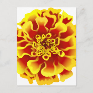 Marigold Flower Postcard