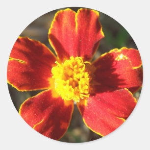 Marigold Flower Stickers