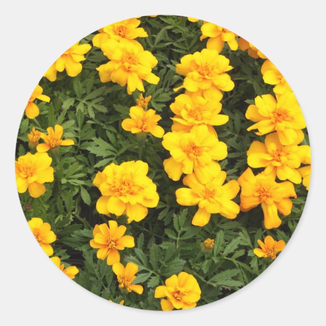Marigold Flower Stickers (Front)