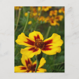 Marigold Flowers Postcard