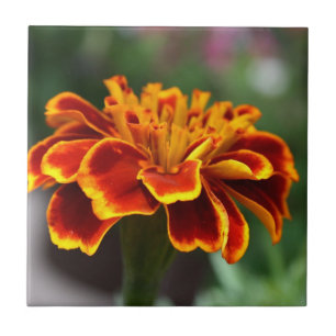 Marigold in Full Bloom Tile