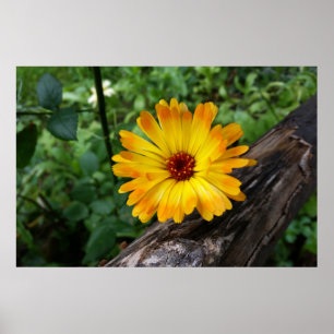 marigold in the forest poster
