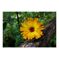 marigold in the forest