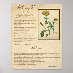 MARIGOLD MAGICK HERB POSTER