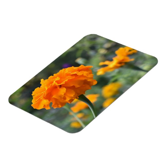 Marigold Orange Flower Nature Photography Garden Magnet (Left Side)