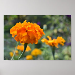 Marigold Orange Flower Nature Photography Garden Poster