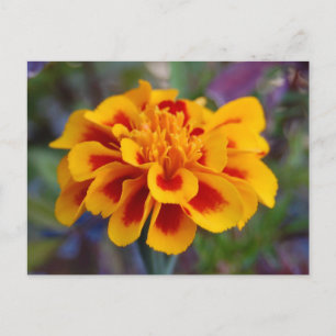 Marigold Postcard