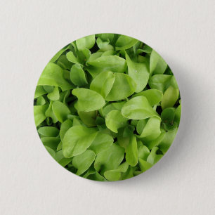 Marigold Seedlings Button
