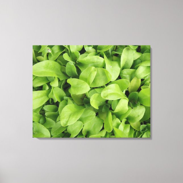 Marigold Seedlings Canvas Print (Front)