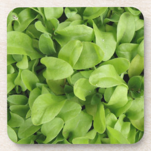 Marigold Seedlings Cork Coaster