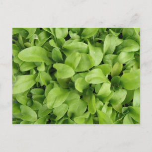 Marigold Seedlings Postcard