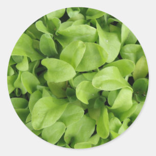 Marigold Seedlings Stickers