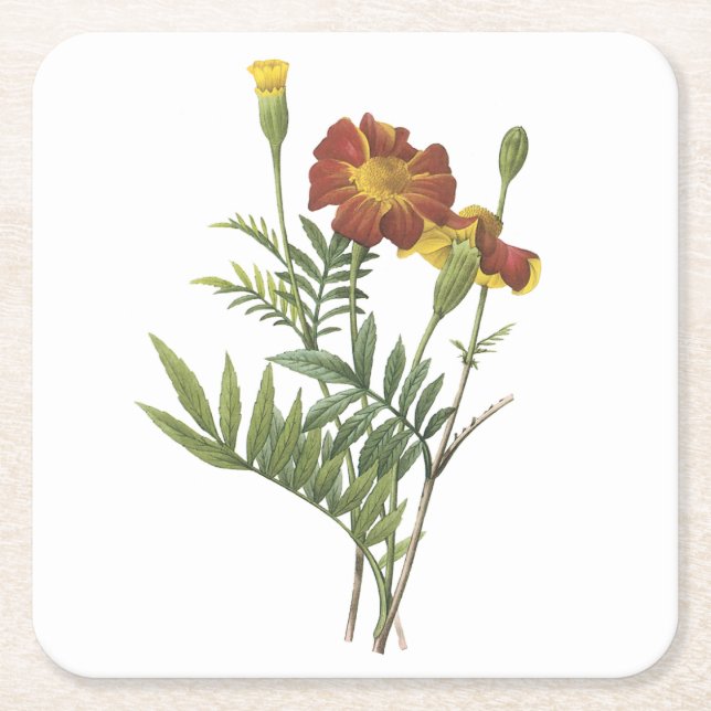 marigold(Tagetes sp.) by Redouté Square Paper Coaster (Front)