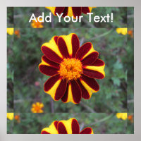 Marigold Velvet Rich Red Yellow Flower