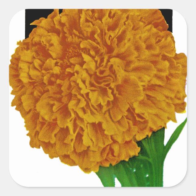 Marigold Vintage Seed Packet Square Sticker (Front)