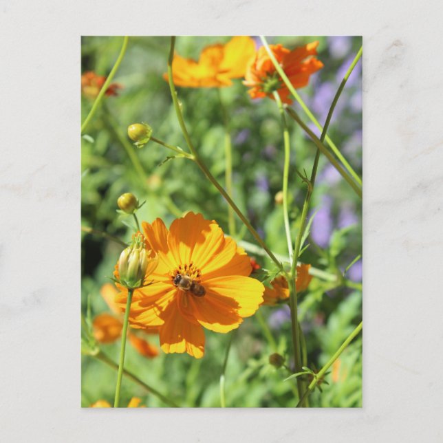Marigolds # 6 postcard (Front)