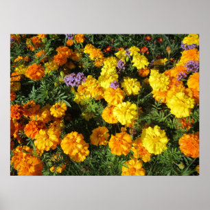 Marigolds Poster