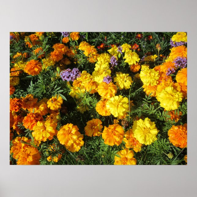 Marigolds Poster (Front)