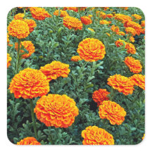 Marigolds