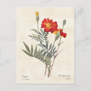 Marigolds Vintage Botanical Illustration Postcard
