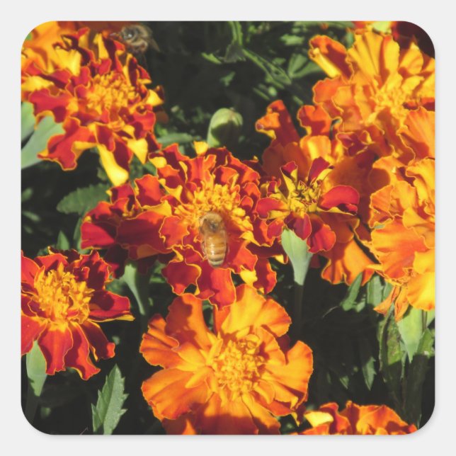 Marigolds with a Bee Square Sticker (Front)