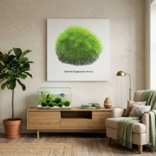 Marimo Moss Ball Hand Drawn  Canvas Print