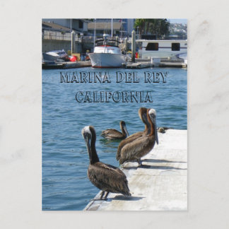Marina Del Rey Belicans Postcard! Postcard
