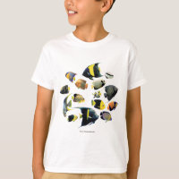Marine angelfish