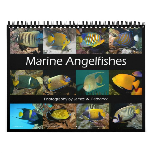 Marine Angelfishes Wall Calendar by J.W. Fatherree (Cover)